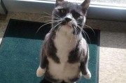 娱乐圈吃瓜猫,揭秘吃瓜猫背后的娱乐真相
